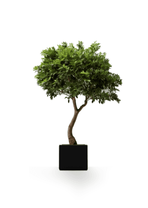 Arbre d’intérieur 2m : Créez une ambiance naturelle et élégante Arbre d'intérieur 2m Olivier feuillage artificiel ou stabilisé