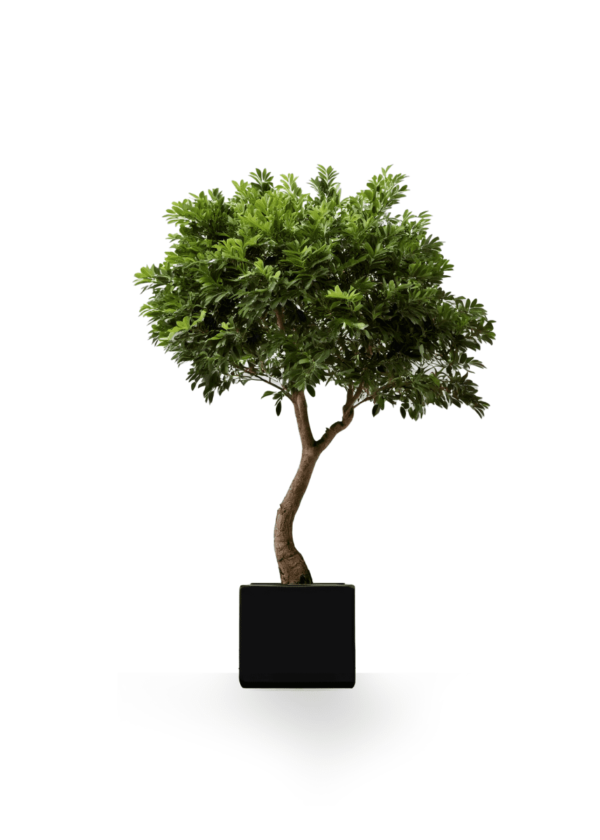 Arbre d’intérieur 2m : Créez une ambiance naturelle et élégante Arbre d'intérieur 2m Olivier feuillage artificiel ou stabilisé