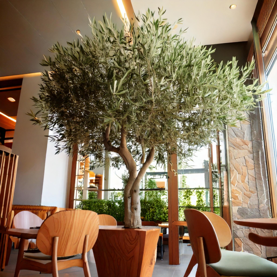 Arbre d'Intérieur 2m